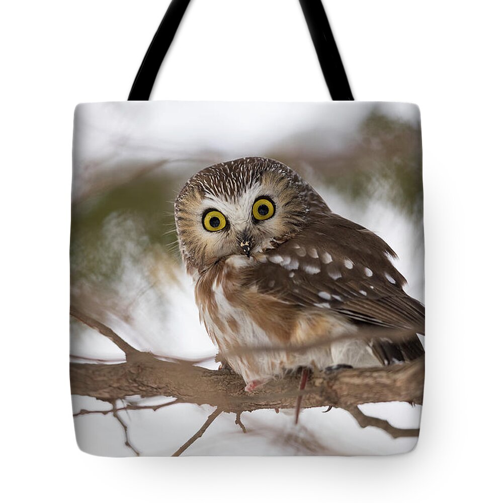 Owl Tote Bag featuring the photograph Surprise by Everet Regal