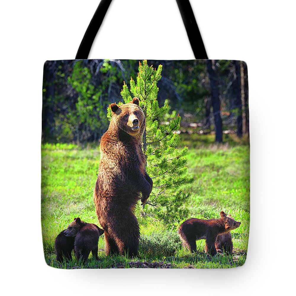 Grizzly 399 Tote Bag featuring the photograph Survey the Surroundings by Greg Norrell