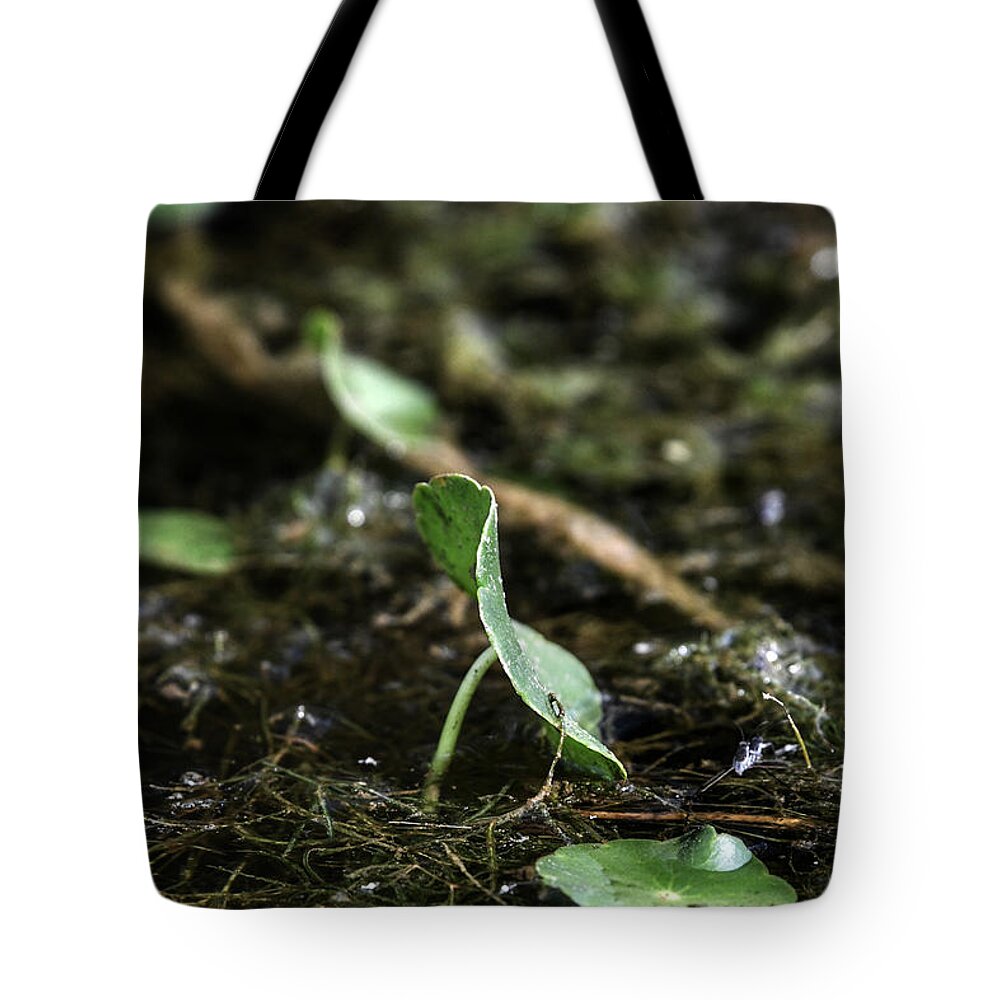 Photo Tote Bag featuring the photograph Swamp Flora by Evan Foster