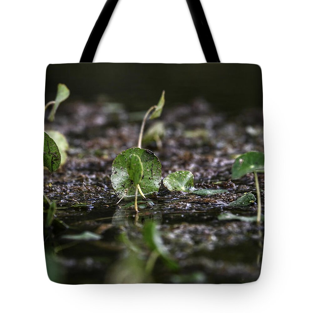 Photo Tote Bag featuring the photograph Swamp Life by Evan Foster