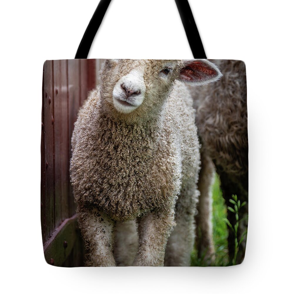 Lamb Tote Bag featuring the photograph Sweet Leicester Longwool Lamb by Rachel Morrison