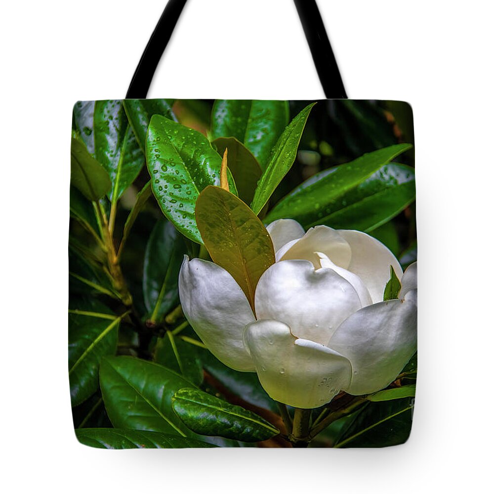 Blossom Tote Bag featuring the photograph Sweet Magnolia by Shelia Hunt