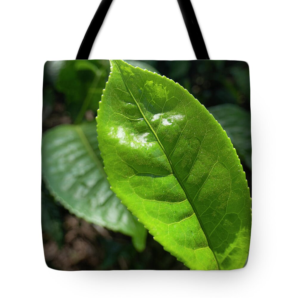 Tea Tote Bag featuring the photograph Tea Leaf Growing by Phil And Karen Rispin