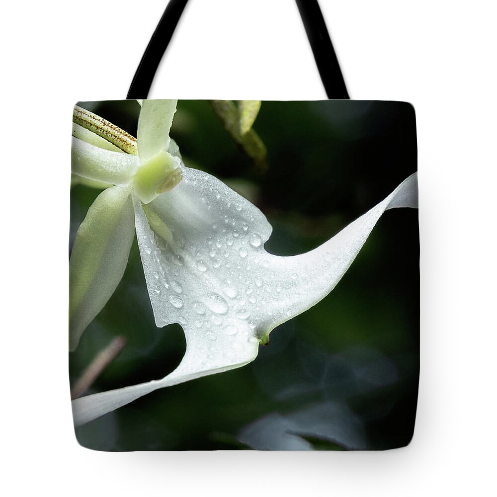 Big Cypress National Preserve Tote Bag featuring the photograph The art of the Ghost by Rudy Wilms