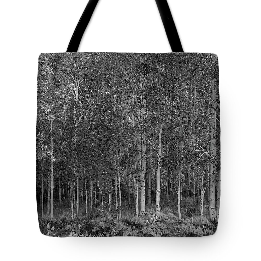 Aspens Tote Bag featuring the photograph The Aspen Grove by Jeff Hubbard