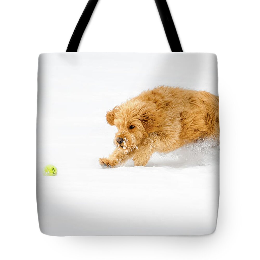 Mini Golden Doodle Tote Bag featuring the photograph The Ball of the Wild by Dee Potter