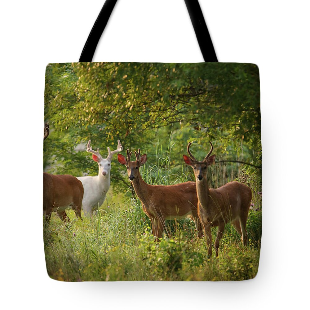 Buck Tote Bag featuring the photograph The Boys by Brook Burling