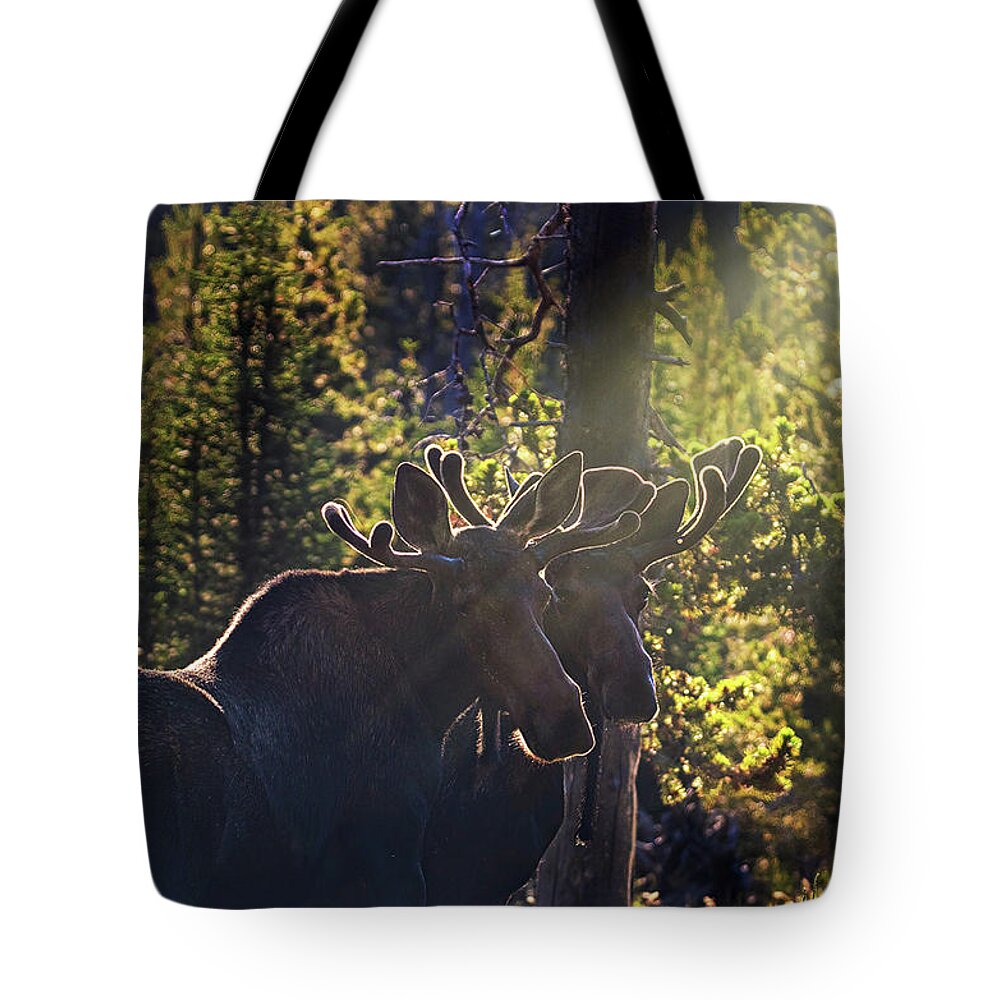 Bull Moose Tote Bag featuring the photograph The Boys by Laura Terriere
