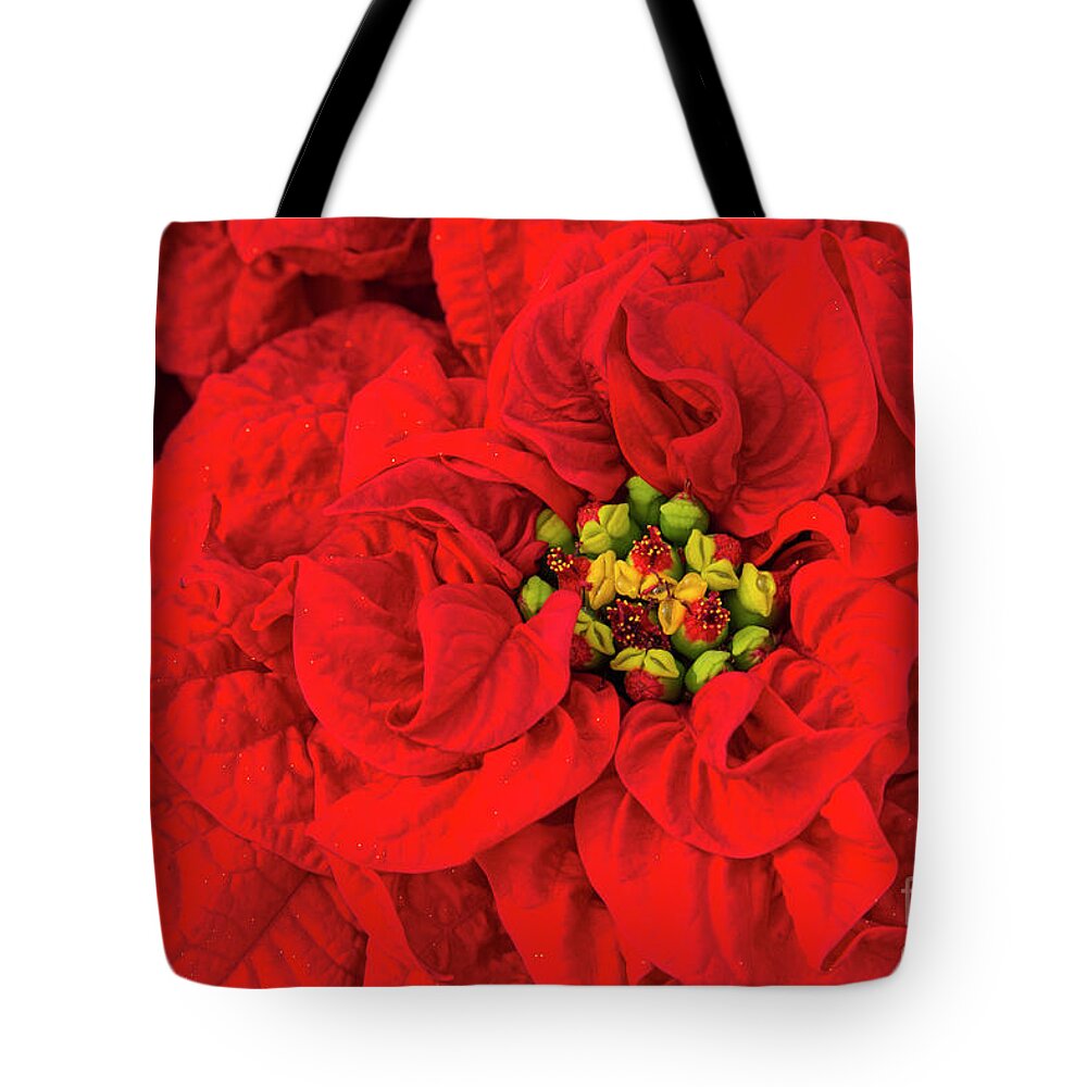 Christmas Tote Bag featuring the photograph The Christmas Rose by Marilyn Cornwell