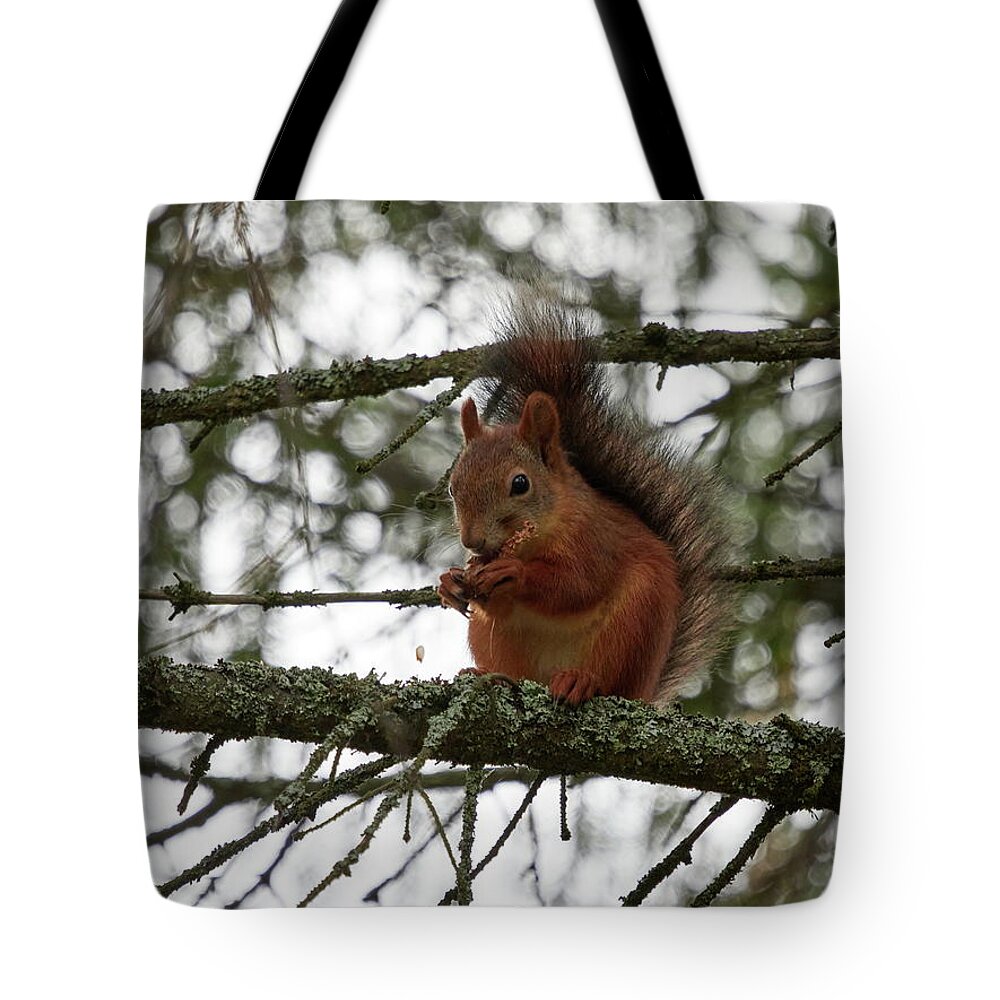 Finland Tote Bag featuring the photograph The Cone lover. Red squirrel by Jouko Lehto