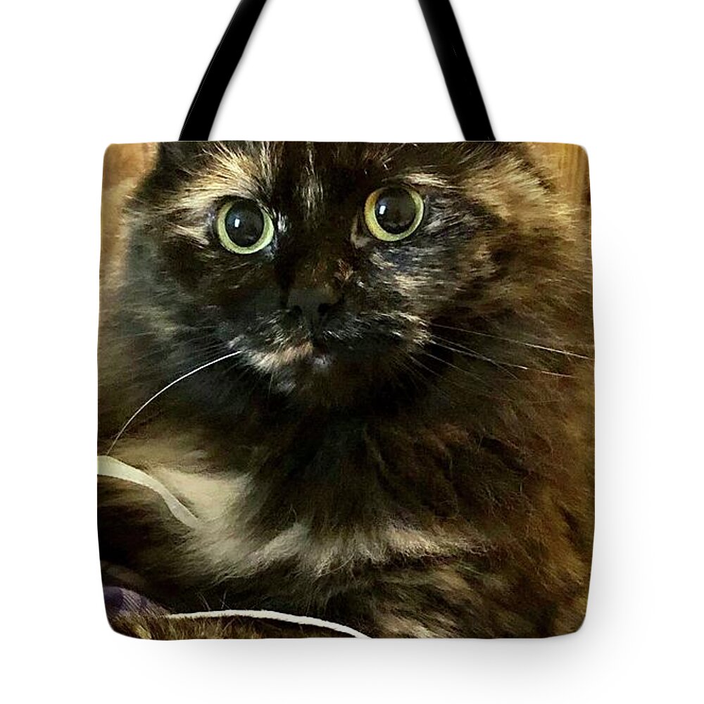 Cat Tote Bag featuring the photograph The Eyes Have It by Lisa Pearlman