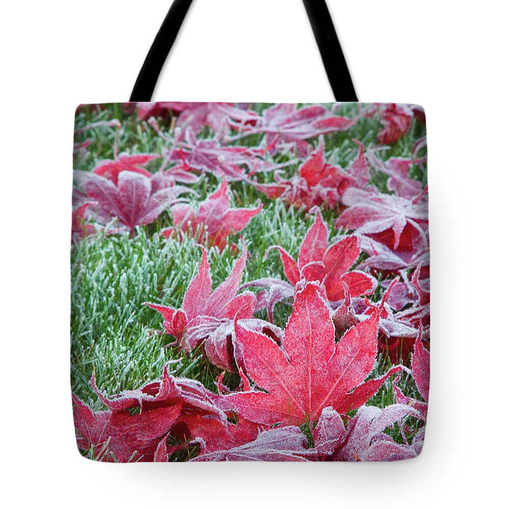 Maple Tote Bag featuring the photograph The Frosted Fallen by Marilyn Cornwell