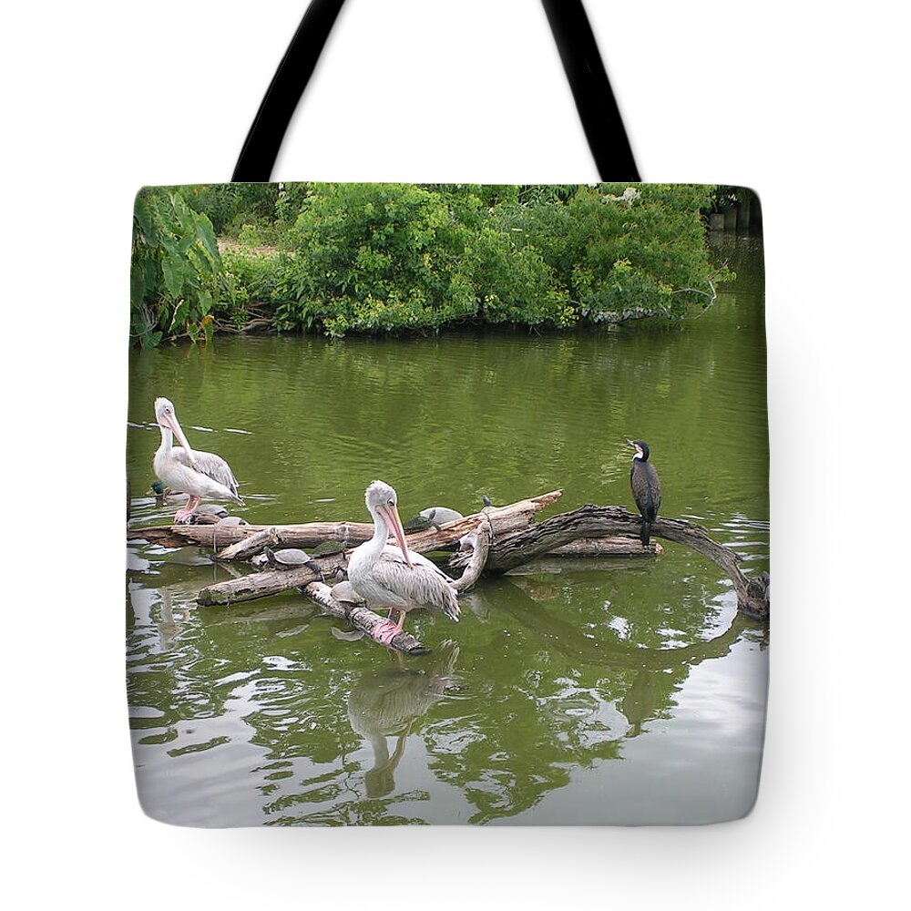 Pelican Tote Bag featuring the photograph The Gathering by Heather E Harman