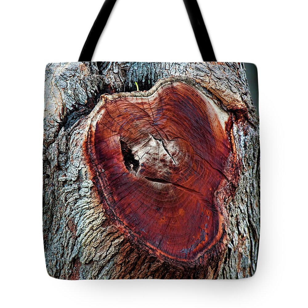 Tree Tote Bag featuring the photograph The Heart of a Tree by Joan Bertucci