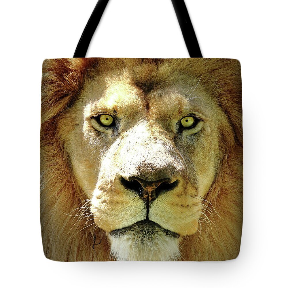 Lion Tote Bag featuring the photograph The King by Lens Art Photography By Larry Trager
