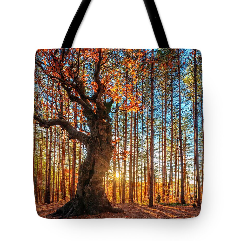 Belintash Tote Bag featuring the photograph The King Of the Trees by Evgeni Dinev
