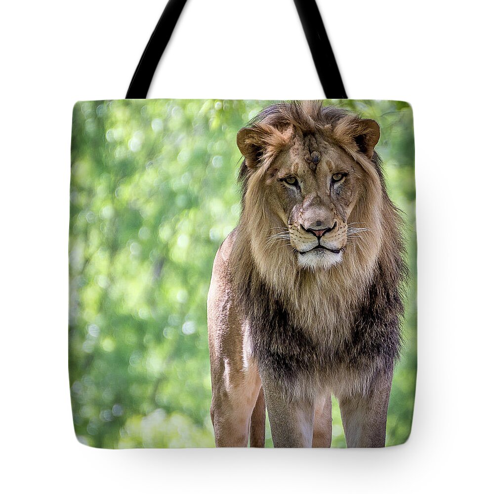 Lion Tote Bag featuring the photograph The king by Robert Miller