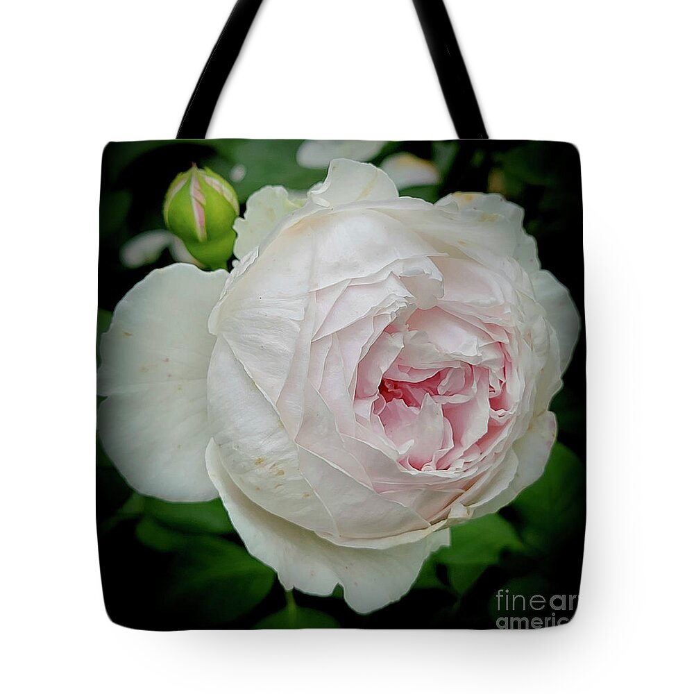 Art Tote Bag featuring the photograph The Last Rose Of Summer by Jeannie Rhode