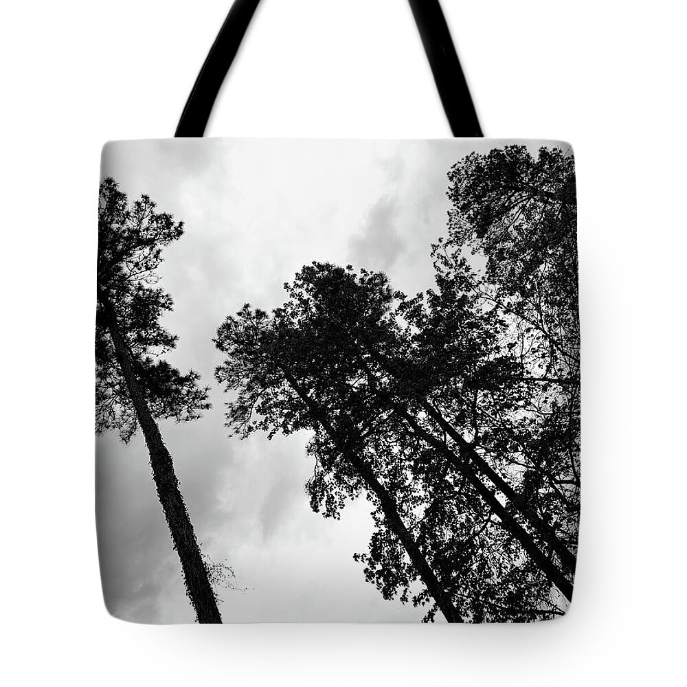 Tree Tote Bag featuring the photograph The Leader and His Henchmen Stare BW by Lee Darnell