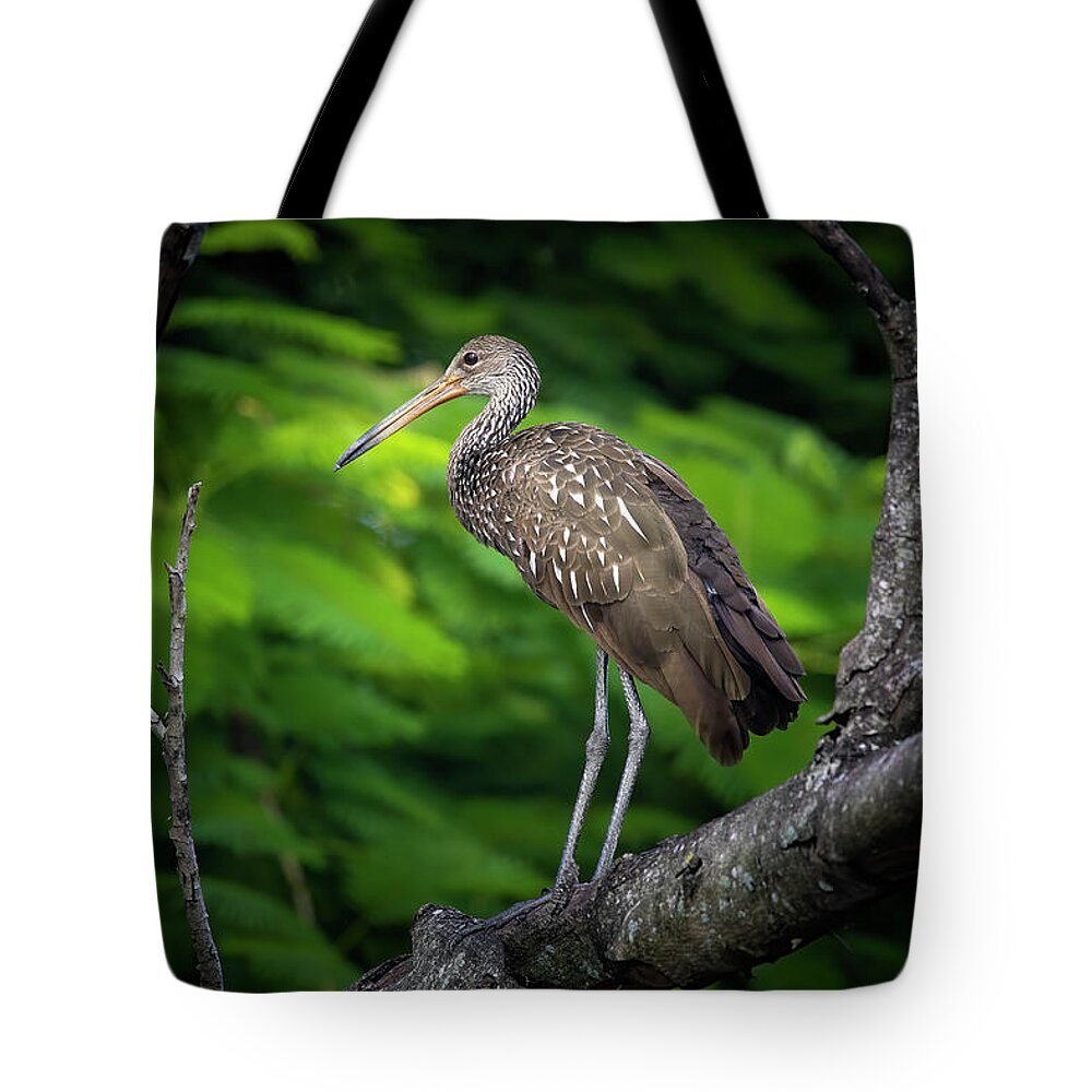Limpkin Tote Bag featuring the photograph The Limpkin in the Tree by Mark Andrew Thomas
