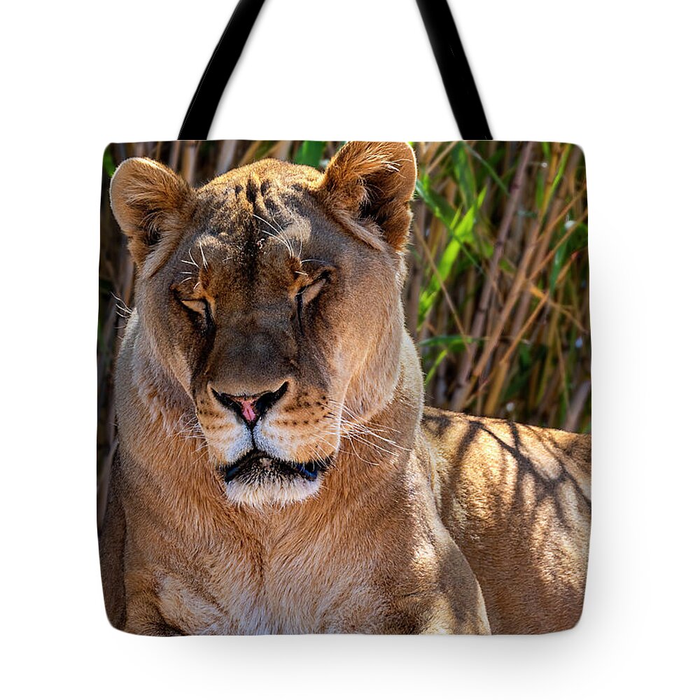  Tote Bag featuring the photograph The Lion Sleeps Tonight by Al Judge