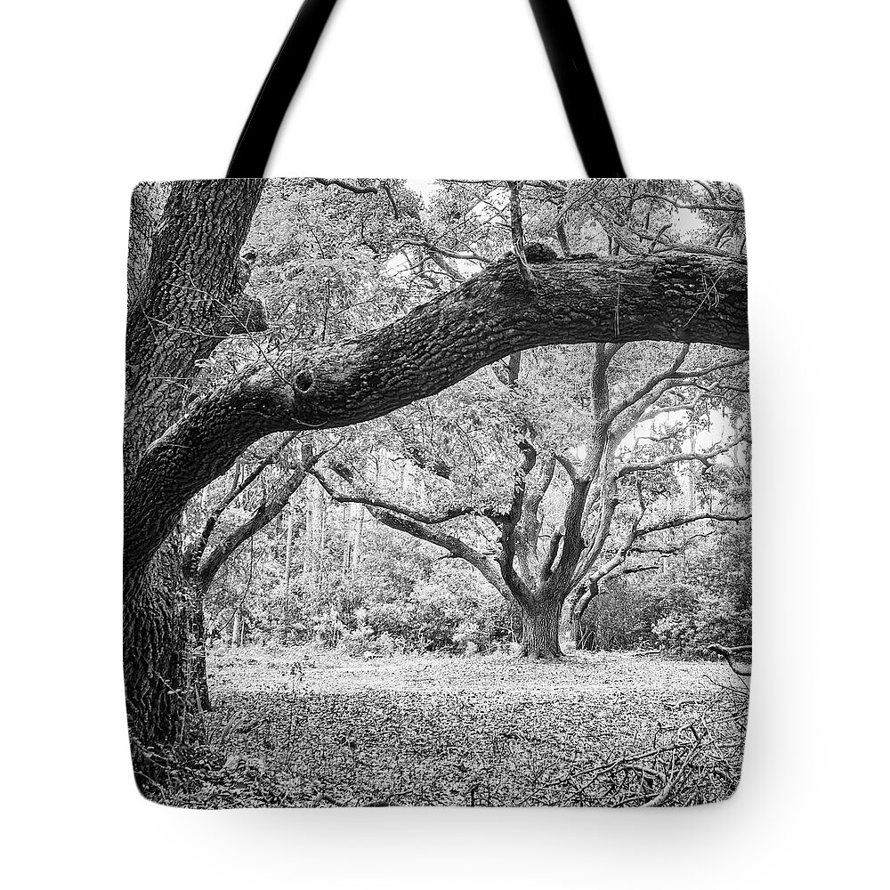 Live Oak Tote Bag featuring the photograph The Live Oaks of Hammocks Beach State Park by Bob Decker