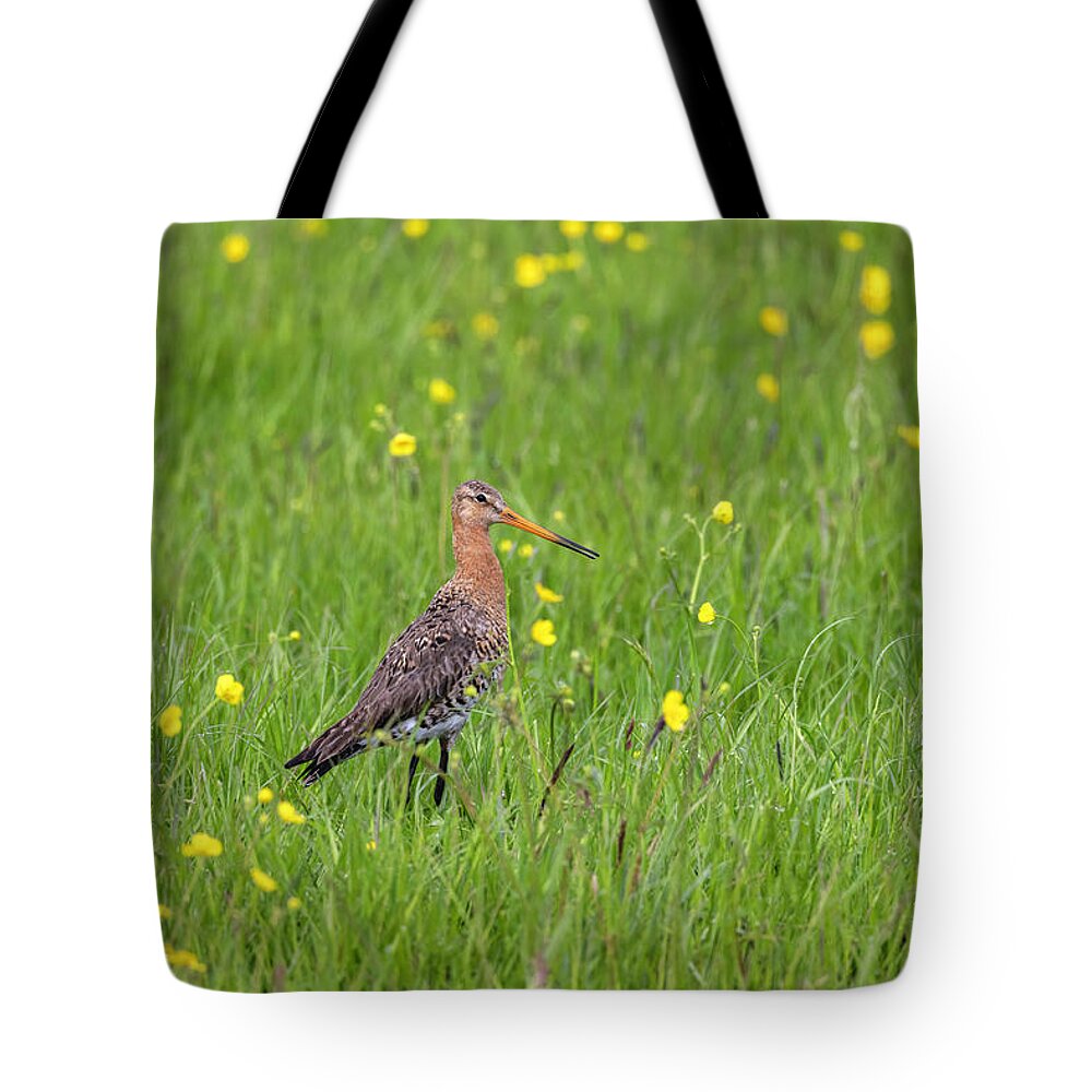 Nature Tote Bag featuring the photograph The Meadow Bird The Godwit by MPhotographer