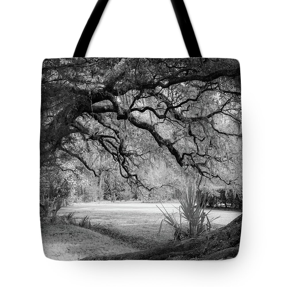 Beauty Tote Bag featuring the photograph The Mighty Oaks 2 bw by Dimitry Papkov