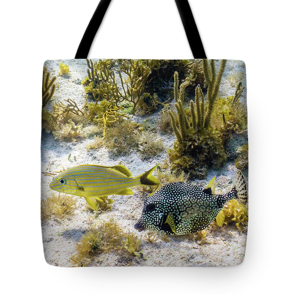 Animals Tote Bag featuring the photograph The Odd Couple by Lynne Browne