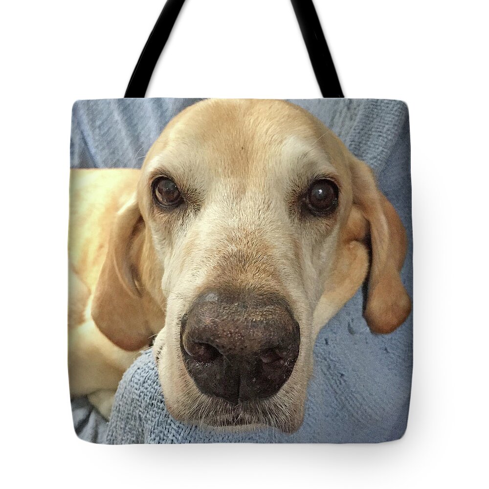 Photo Dog Jackson Tote Bag featuring the photograph The Photo Dog Jackson nose mask by Matthew Irvin