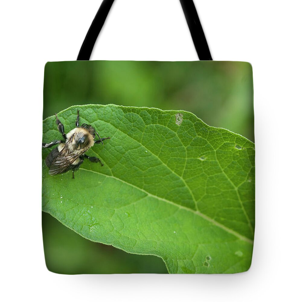 Blue Ridge Mountains Tote Bag featuring the photograph The Pollinator by Melissa Southern