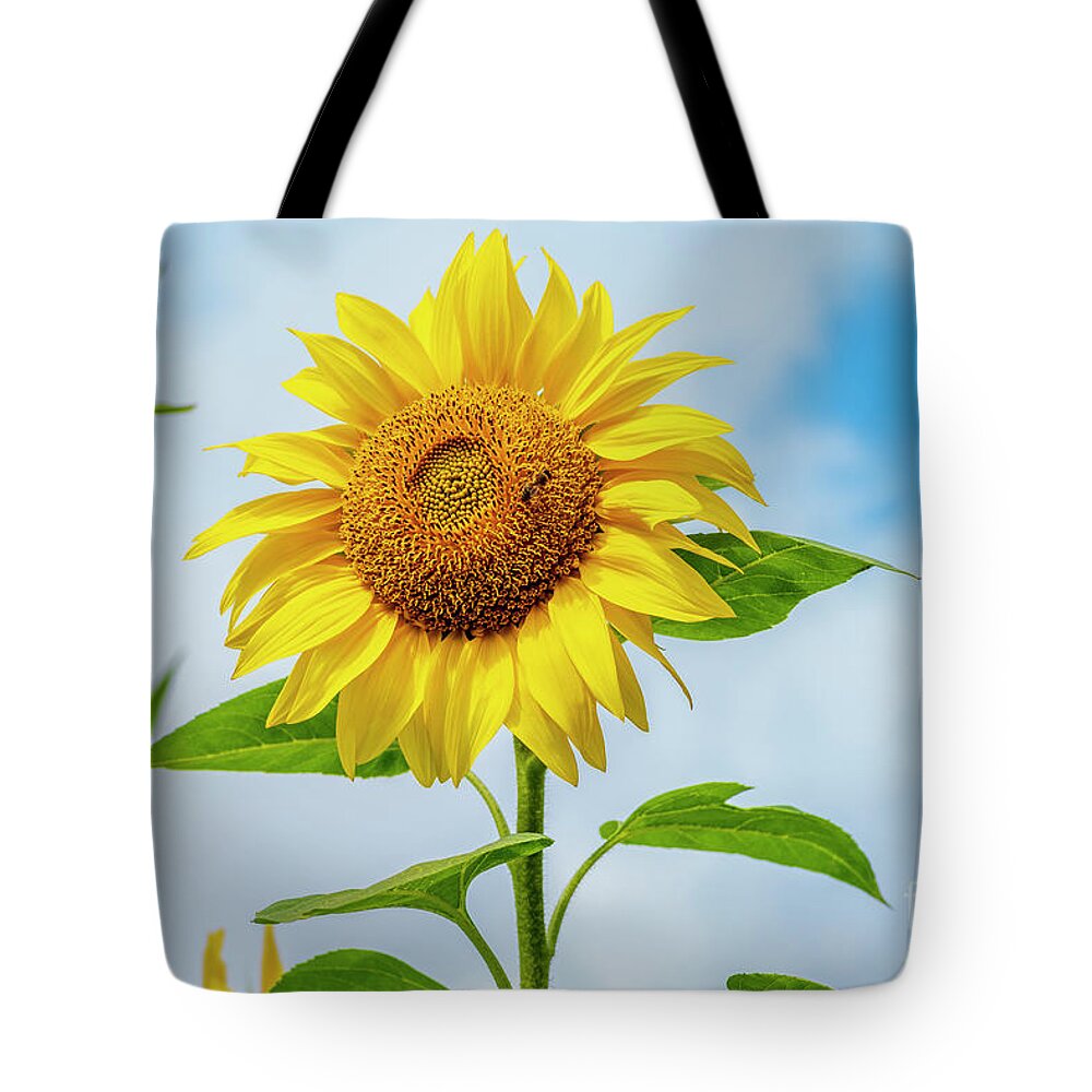 Sunflower Tote Bag featuring the photograph The Sunflower by Daniel M Walsh