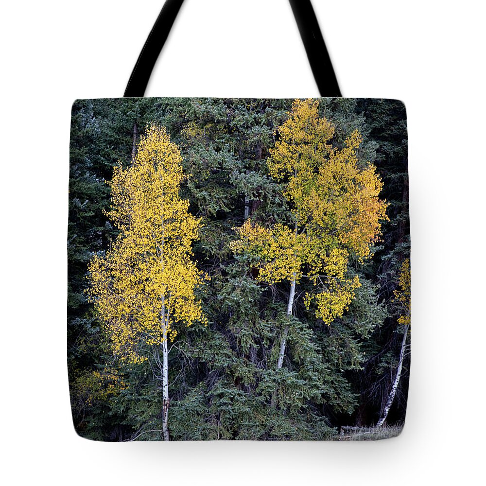 Nature Tote Bag featuring the photograph The Three Sisters by Steve Templeton
