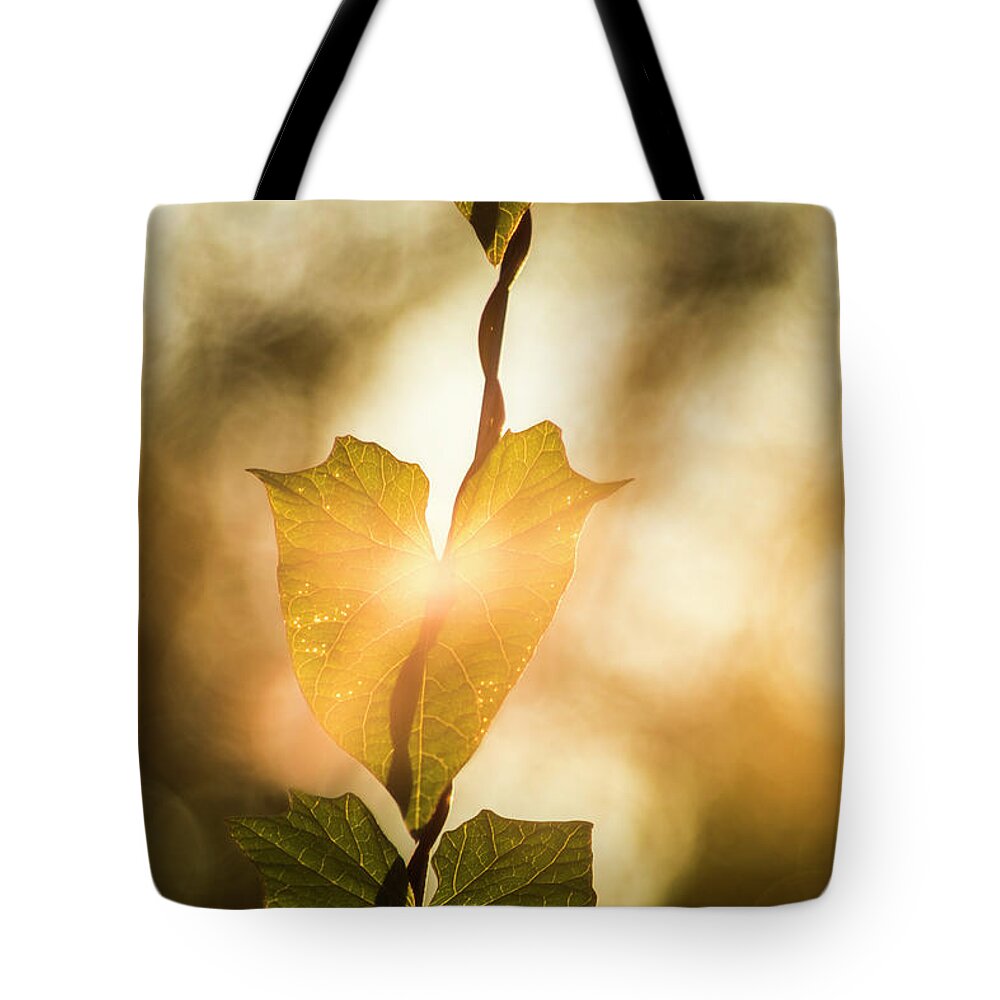 Plant Tote Bag featuring the photograph The touch of dawn by Maria Dimitrova