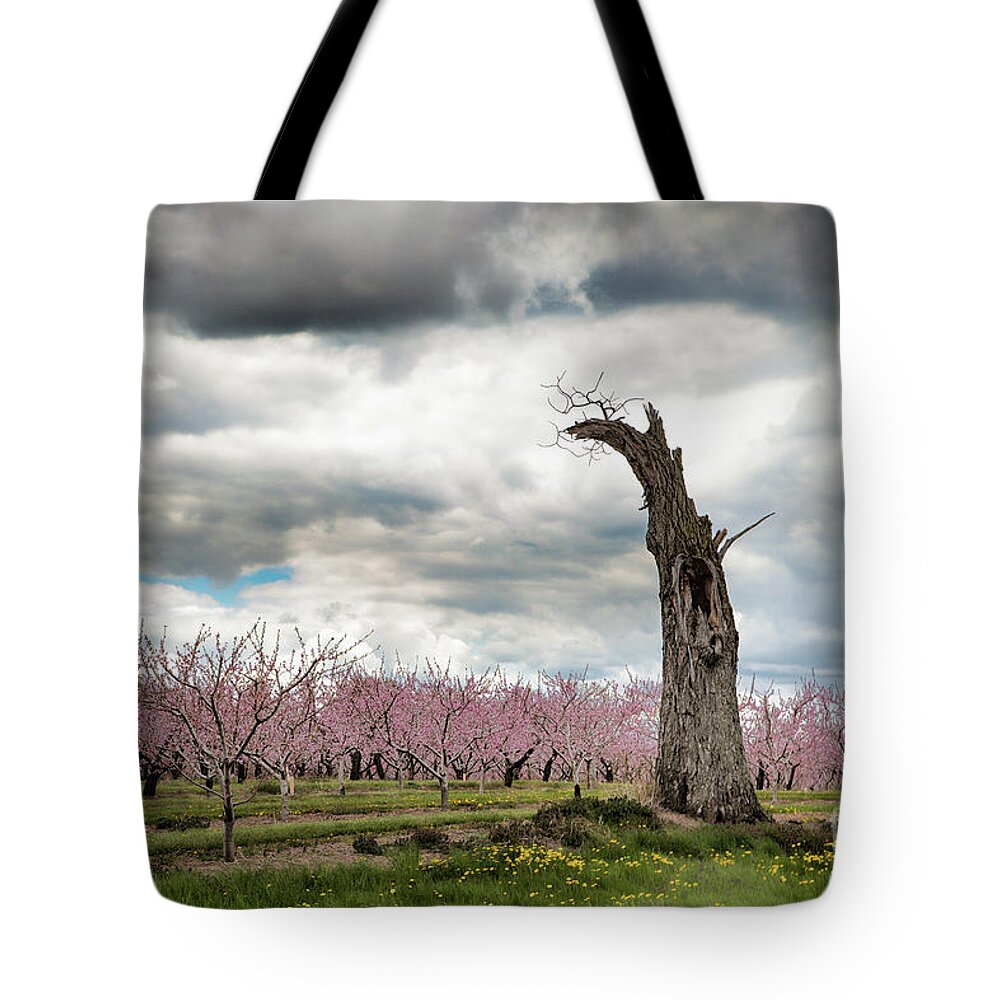 Clouds Tote Bag featuring the photograph The Tree and The Orchard by Marilyn Cornwell