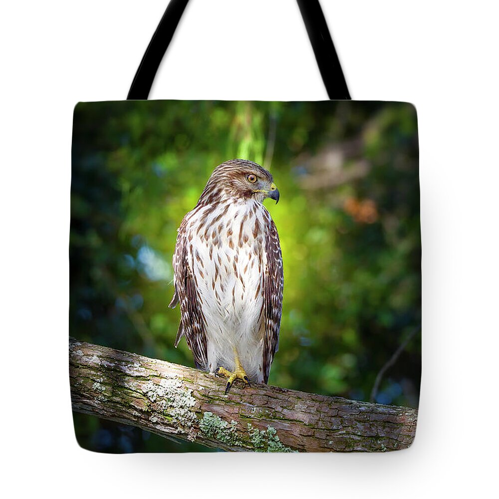 Red Shouldered Hawk Tote Bag featuring the photograph The Watchful Hawk by Mark Andrew Thomas
