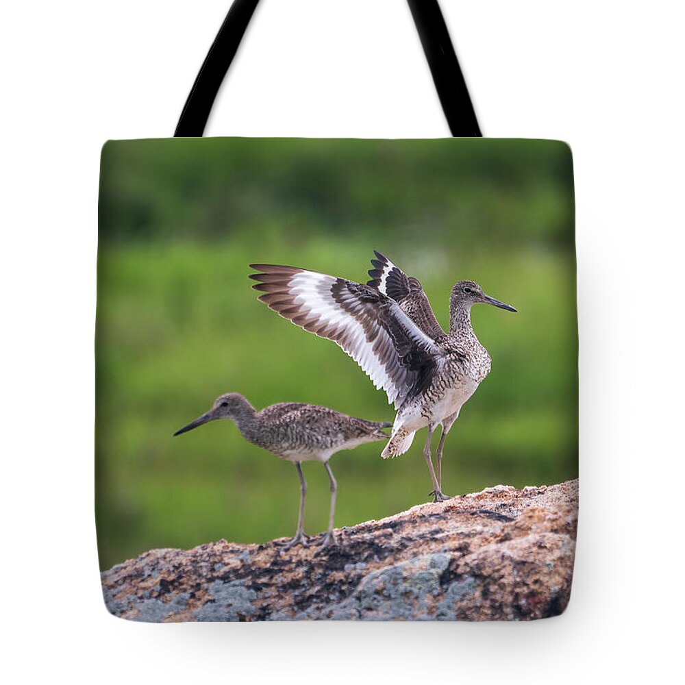 Animal Tote Bag featuring the photograph The Willets by Kyle Lee