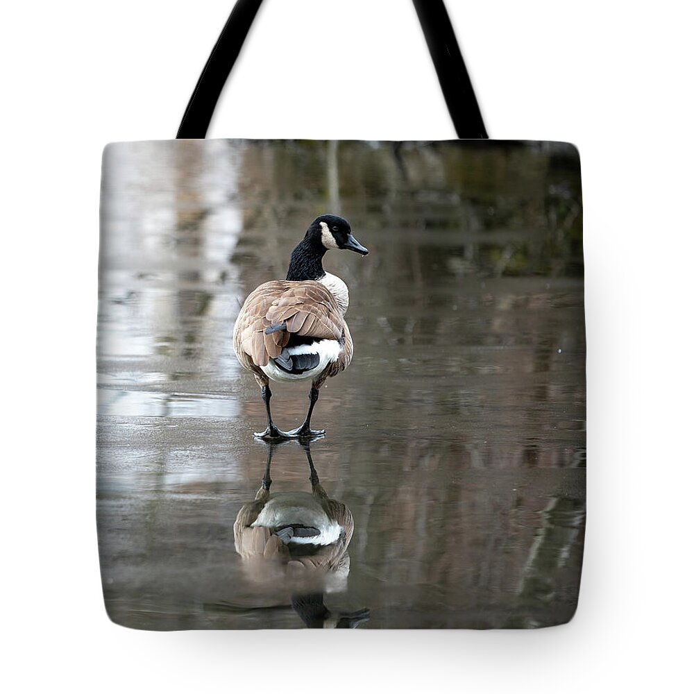 Canadian Goose Tote Bag featuring the photograph Thin Ice by Kevin Suttlehan