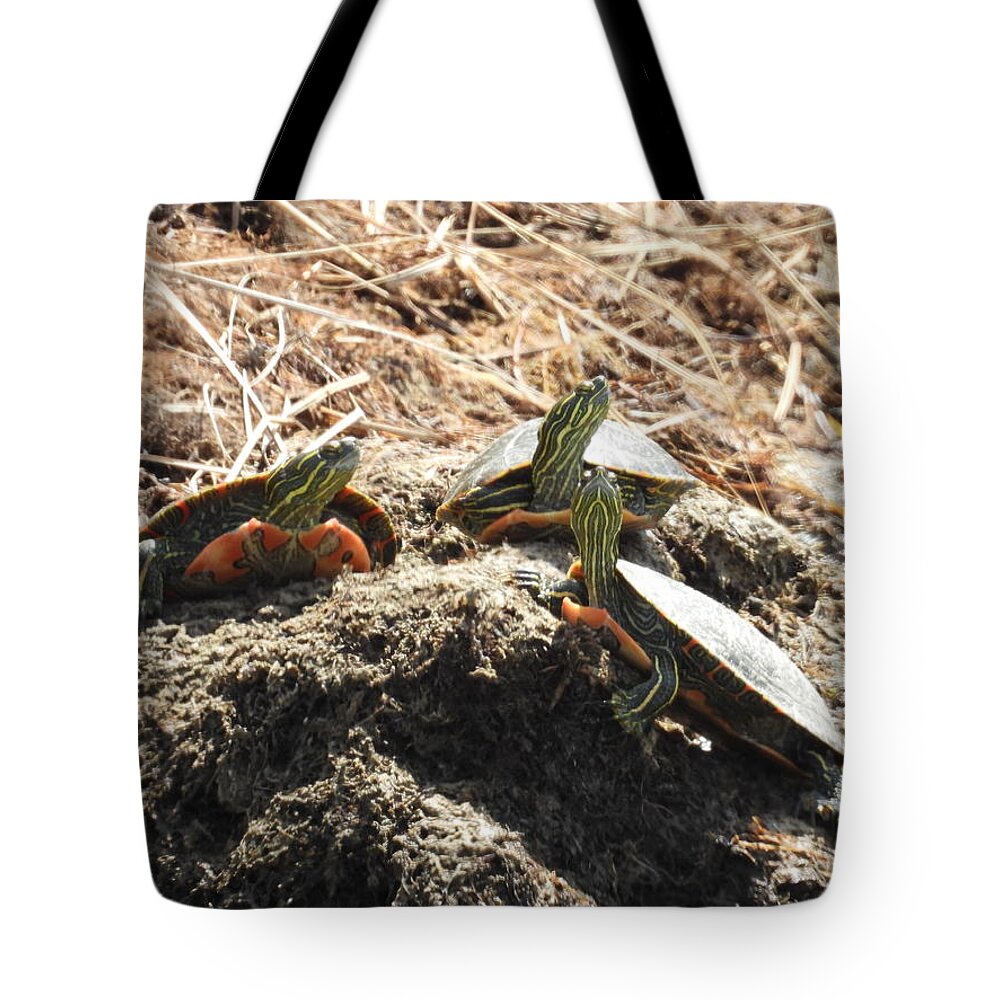 Turtles Tote Bag featuring the photograph Three Little Turtles by Amanda R Wright
