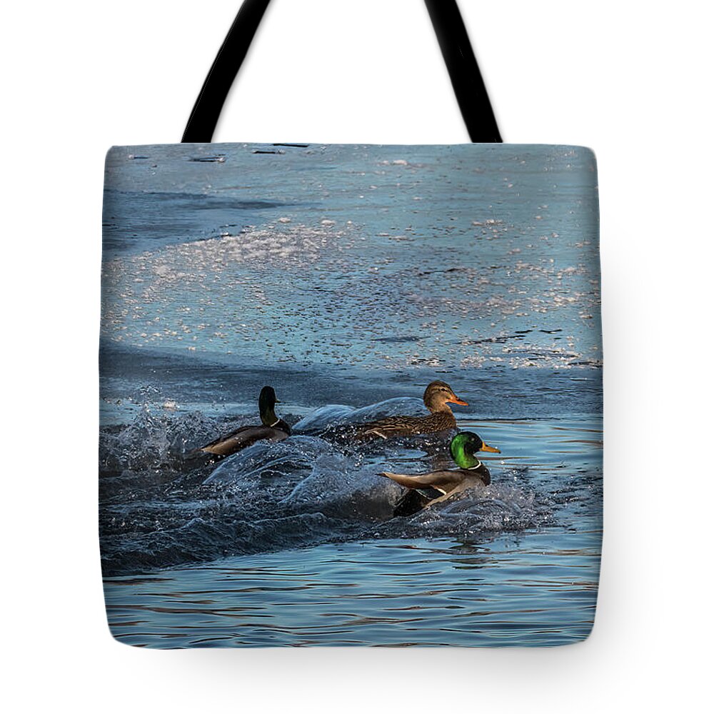Mallard Tote Bag featuring the photograph Three Mallard Splash by Patti Deters