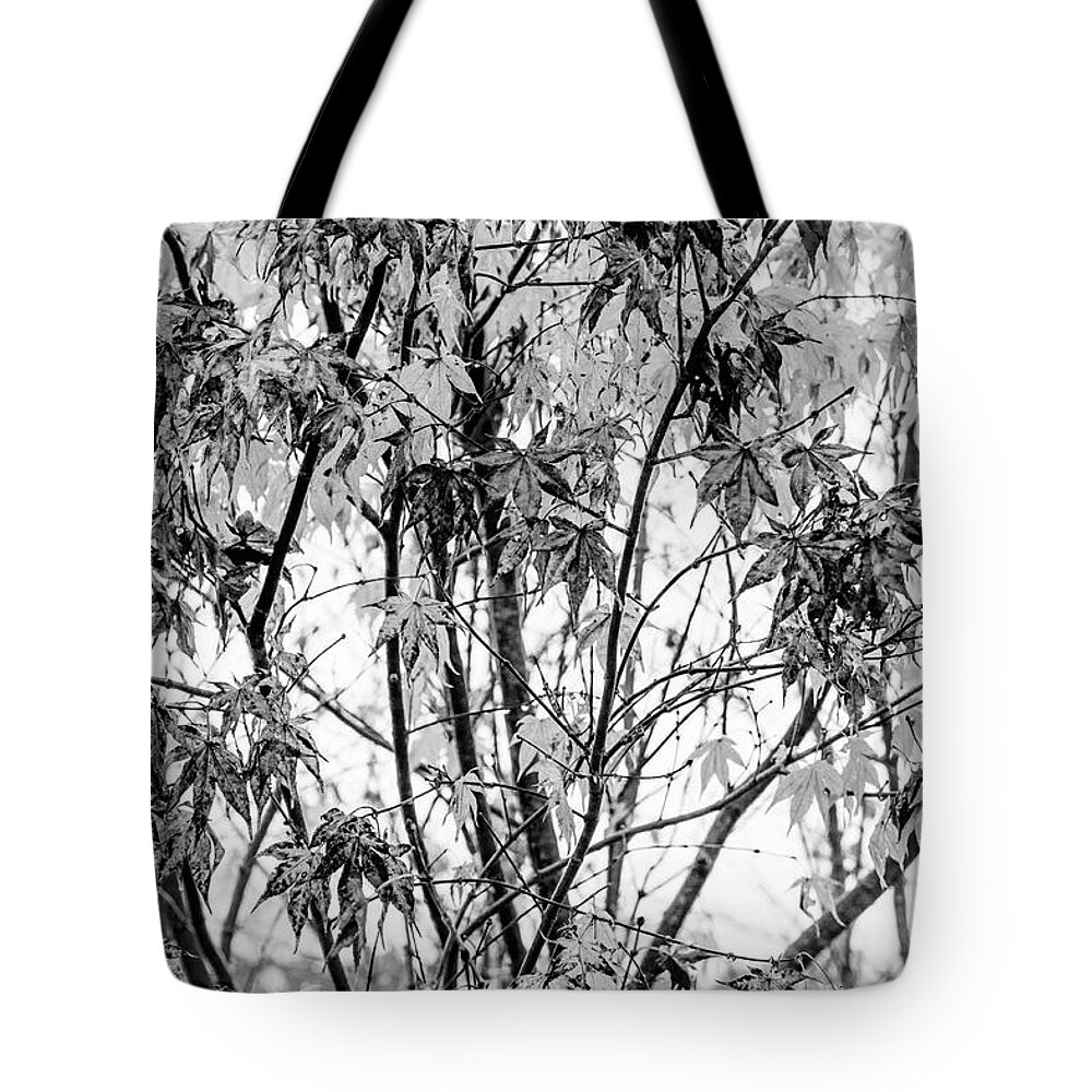Carolina Tote Bag featuring the photograph Through the Autumn Leaves Black and White by Debra and Dave Vanderlaan