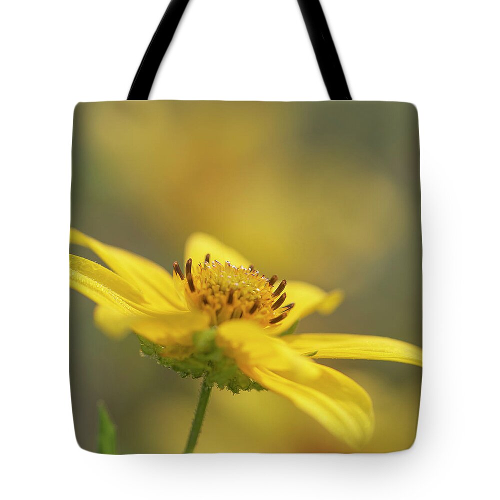 Daisy Tote Bag featuring the photograph Tickseed Daisy by Phil And Karen Rispin