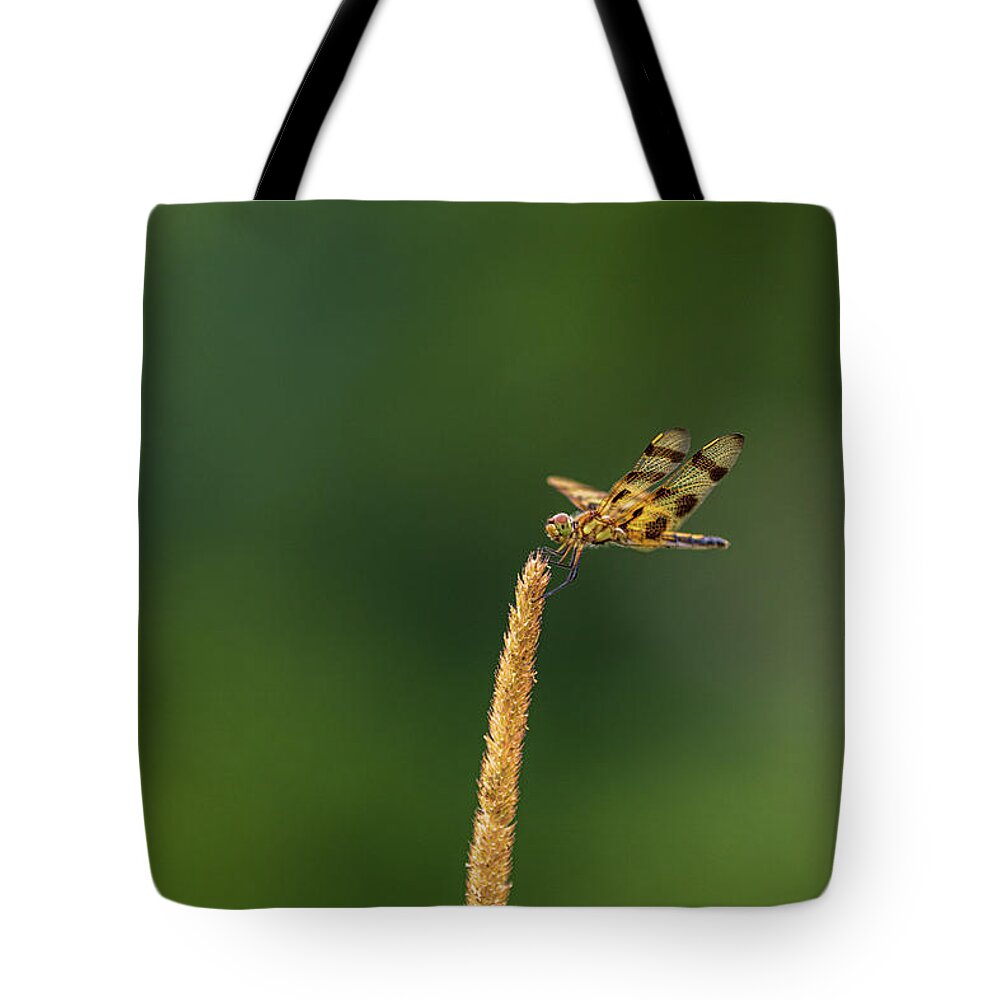Insect Tote Bag featuring the photograph Tiger Dragonfly by Amelia Pearn