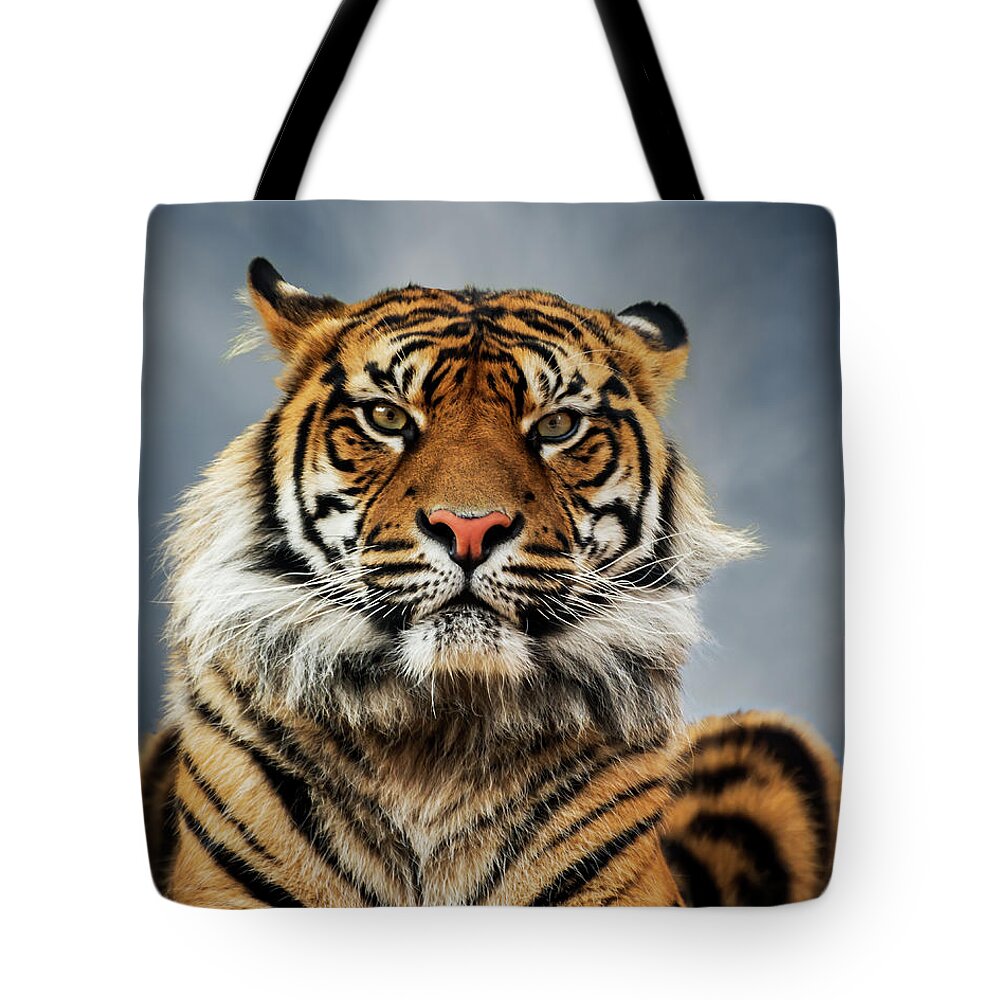 Tiger Tote Bag featuring the photograph Tiger Stare by Andrew Dickman