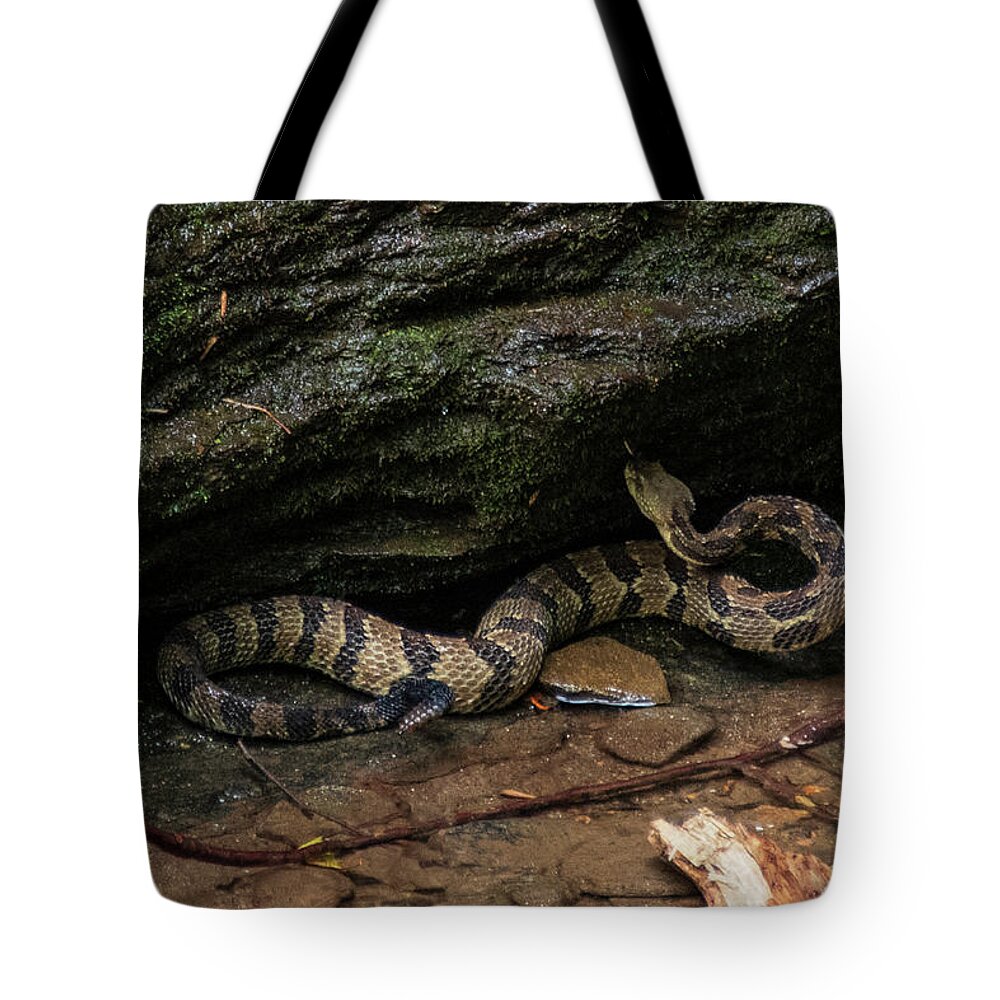 Brevard Tote Bag featuring the photograph Timber Rattler by Melissa Southern
