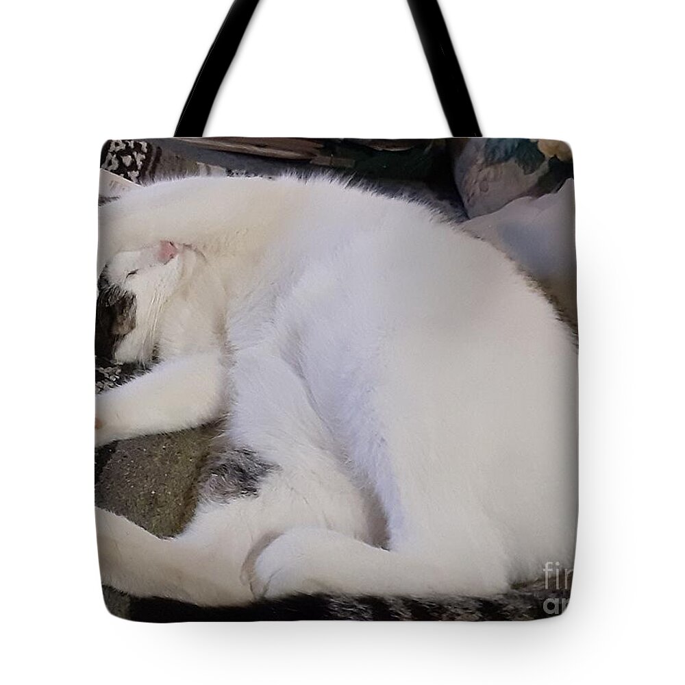 Cat Tote Bag featuring the photograph Too Much light for Fred by Nancy Graham