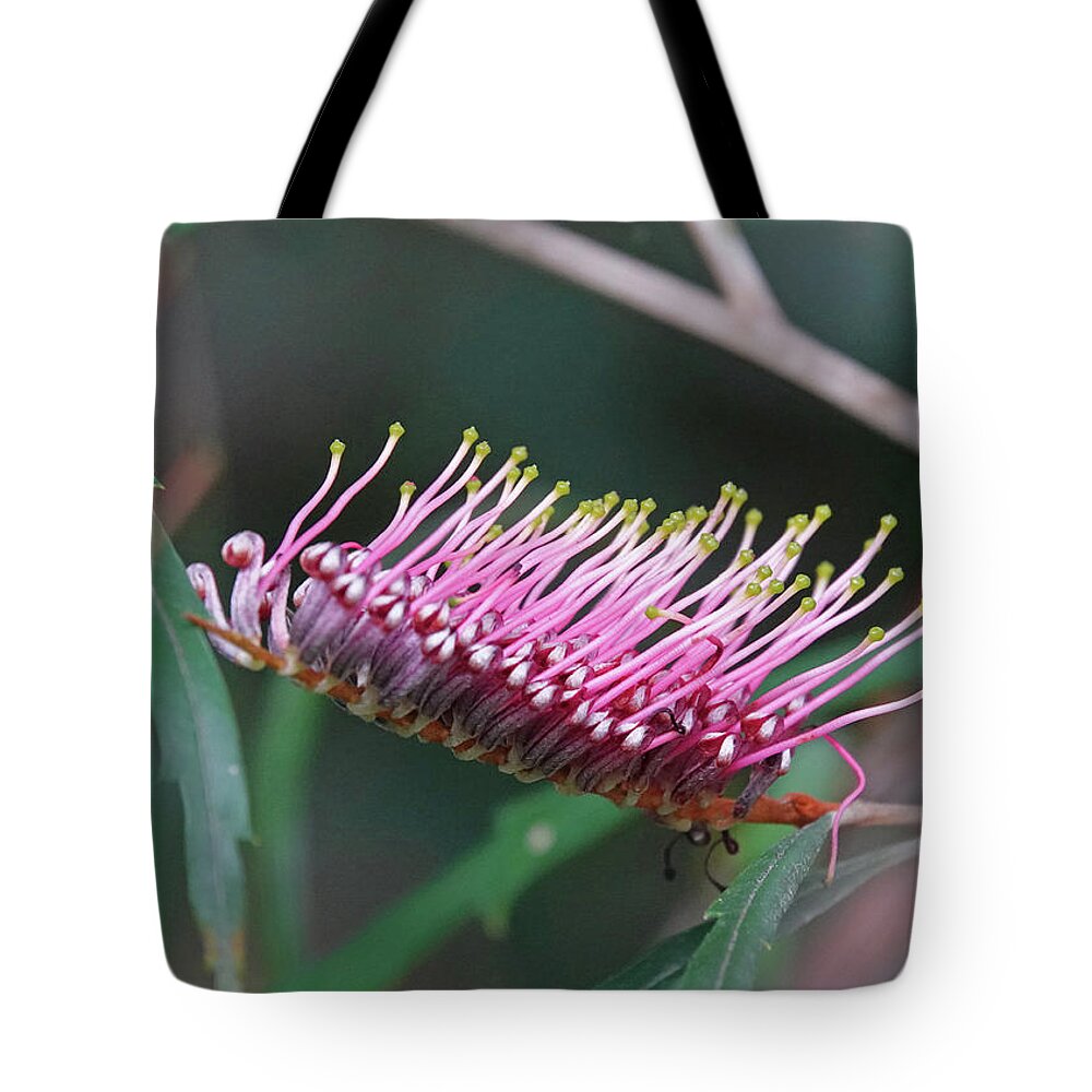 Grevillea Tote Bag featuring the photograph Toothbrush Grevillea Flower by Maryse Jansen