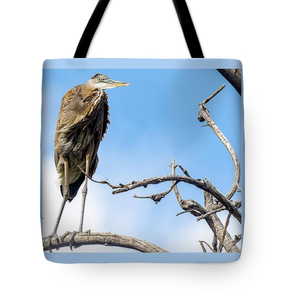 Egrets And Herons Tote Bag featuring the photograph Tops In His Class by Jim Wilce