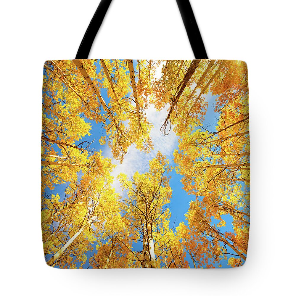 Aspens Tote Bag featuring the photograph Towering Aspens by Darren White