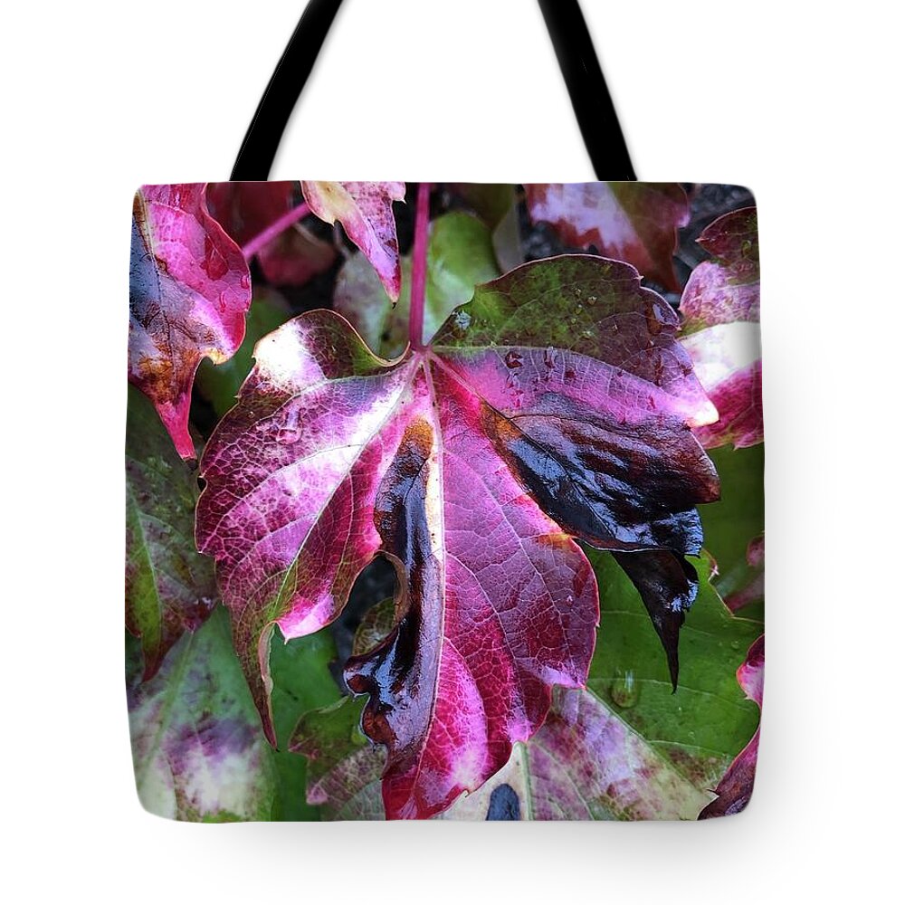 Leaf Tote Bag featuring the photograph Transformation by Tina Marie